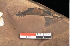 Foto (Detailsansicht) von Quercus palaeoilex Ettingshausen (NHMW-GEO-2024-0188-0964)